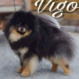 Vigo - Pomeranian