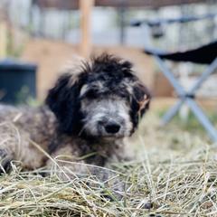 Aussiedoodle, Poodle, and Saint Berdoodle Puppies from Remington Kennels, LLC
