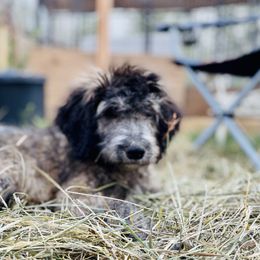 Aussiedoodle, Poodle, and Saint Berdoodle Puppies from Remington Kennels, LLC