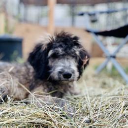 Aussiedoodle, Poodle, and Saint Berdoodle Puppies from Remington Kennels, LLC