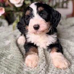 Driver - Tri-color male Bernedoodle puppy in Royse City, Texas from Platinum Bernedoodles of Texas