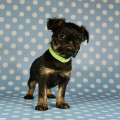 Green collar girl - Black and tan female Brussels Griffon puppy in Florida from Robin’s Griffons