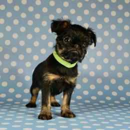 Green collar girl - Black and tan female Brussels Griffon puppy in Florida from Robin’s Griffons