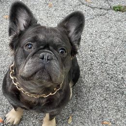Armani - French Bulldog