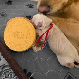 Vecna - Golden male Golden Retriever puppy in Duncan, South Carolina from Glimmer Goldens