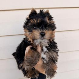 Kobe - Black and tan male Yorkshire Terrier puppy in Georgia from Nalley Kennels
