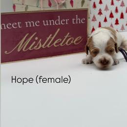 Hope - Caramel female Australian Labradoodle puppy in Denton, Texas from Liberty Hill Labradoodles