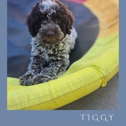 Girl 3 - Brown roan female Lagotto Romagnolo puppy in Salida, California from Harper's Lagotti