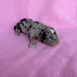 Grace - Blue merle female Aussiedoodle puppy in Jacksonville, Florida from Autumn's Aussies