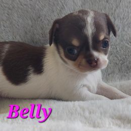 Belly - Fawn and white female Chihuahua puppy in Brook Park, Minnesota from North Star Chihuahuas