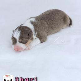 Shari - Red tri-color female Australian Shepherd puppy in Jonesborough, Tennessee from Lotus Australian Shepherds