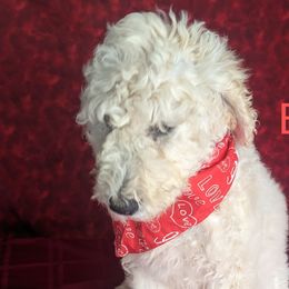 Boy 3 - Cream Goldendoodle puppy in Texas from Hoppi Sensory Doodles