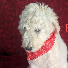 Boy 3 - Cream Goldendoodle puppy in Texas from Hoppi Sensory Doodles