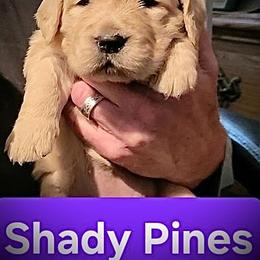 4th pick of the Golden Girls Litter - Light golden female Golden Retriever puppy in Fithian, Illinois from LOMAH Retrievers