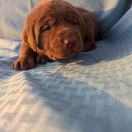 Dilute Retriever and Labrador Retriever Puppies from LC Hunting Labs, LLC.
