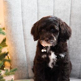 Saturn - Chocolate female Australian Labradoodle puppy in Diamond Bar, California from Furrytaildoodles