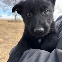 German Shepherd Puppies from Czech Working Lines