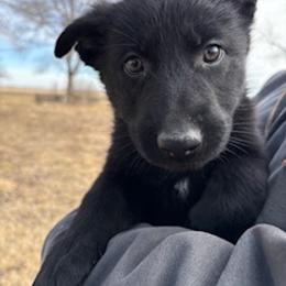 German Shepherd Puppies from Czech Working Lines