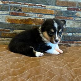 Girl 4 - Black and tan female Pembroke Welsh Corgi puppy in Visalia, California from VIP Stables