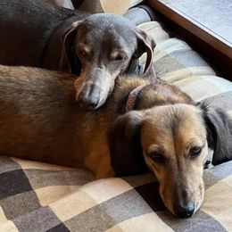 Dachshunds from Dream A Dream Dachshunds