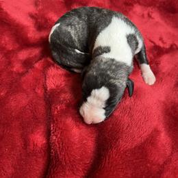 Flinn - Fawn brindle male Whippet puppy in Clinton, Tennessee from Ivanhoe Borzoi