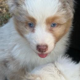Red Merle male - Red merle male Australian Shepherd puppy in Chino Valley, Arizona from Cu2 Aussies