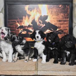 Aussiedoodle Puppies from Colorful Colorado Aussiedoodles