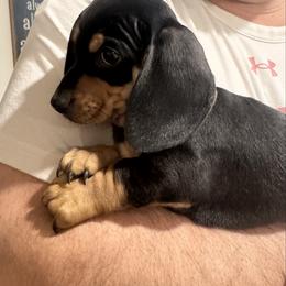 Hank - Black and tan male Dachshund puppy in Ackerly, Texas from Silver Dach Farms