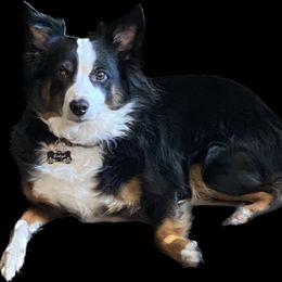 Bridget - Miniature Australian Shepherd