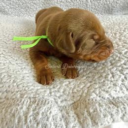 Green collar male - Red and rust male Doberman Pinscher puppy in North Judson, Indiana from Stalaris Dobermans