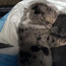 French Bulldogs from Fancy Lil Frenchies