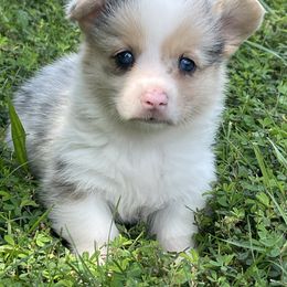 Melvin - Blue merle and white male American Corgi puppy in Mount Carmel, Tennessee from Hidden View Farm