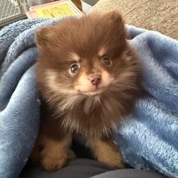 Georgie - Chocolate and tan female Pomeranian puppy in Minooka, Illinois from Sheree’s Pomeranians