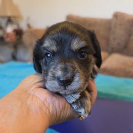 Ketchup - Black and Cream Brindle - Black and cream male Dachshund puppy in Pueblo, Colorado from HotDachs