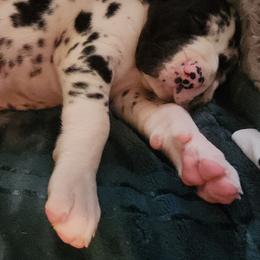 PINK Harlequin female - Harlequin female Great Dane puppy in Gig Harbor, Washington from Lakaya Danes