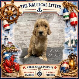 Sailor - Apricot female Goldendoodle puppy in North Conway, New Hampshire from Arbor Grace Doodles