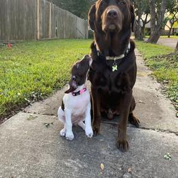 German Shorthaired Pointer Puppies from Tipsy Rabbit GSP TopDog Kennel