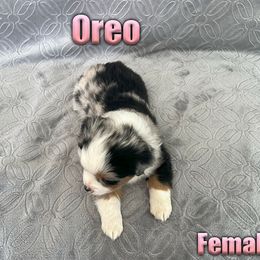 Miniature American Shepherd and Miniature Australian Shepherd Puppies from Regal Miniature American Shepherds | Regal Miniature Australian Shepherds