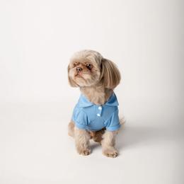 Cash - Shih Tzu