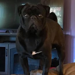 Pugs from Patten Pugs