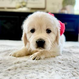 Pick 2 - Light golden female Golden Retriever puppy in Deer Lodge, Tennessee from SelahGold