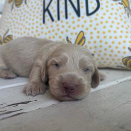 S'mores - Fawn (isabella) and cream male Dachshund puppy in Dobson, North Carolina from Oakleys Dachshund Haven