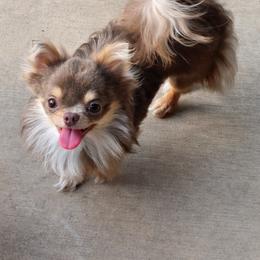 Oso - Chihuahua
