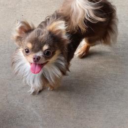 Oso - Chihuahua