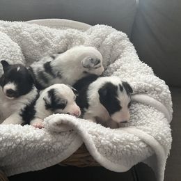 Shetland Sheepdog Puppies from Southern Charm Sheltie Farm