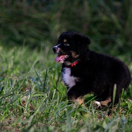 Australian Shepherd Puppies from Kenmont Kennels