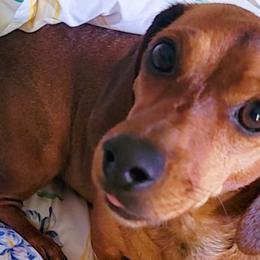 Dachshunds from Sweetheart Ridge Dachshunds