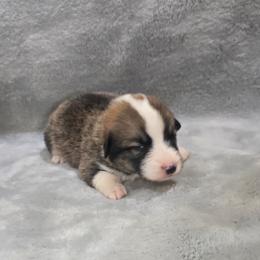 Blue Collar Male - Red male Pembroke Welsh Corgi puppy in Tenino, Washington from LoneStar Corgis NW
