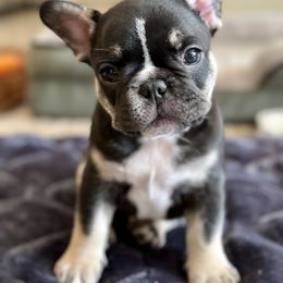 French Bulldog Puppies from All About The French