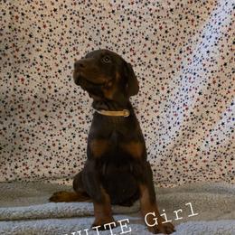 White - Red and rust female Doberman Pinscher puppy in Knox, Indiana from Double River Dobermans